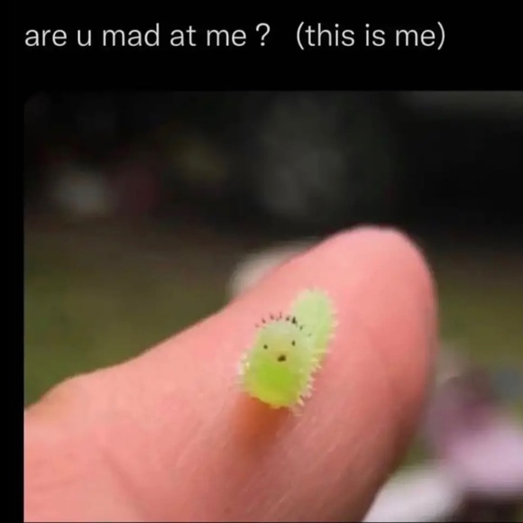 Meet your Posher, Aaliyah - Picture 1 of 1